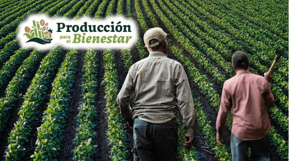 El programa de Producción para el Bienestar atiende a productores de granos básicos como maíz, frijol, trigo y arroz, además de otros cultivos. ESPECIAL/CANVA/Unsplash