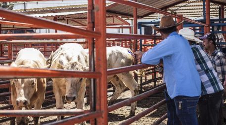 El PIB mexicano aumentó un 0.1 % interanual de enero a marzo, según cifras originales del Inegi. EL INFORMADOR / ARCHIVO