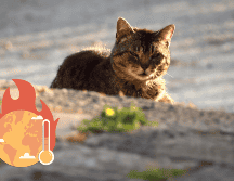 Hay que recordar que no todos los animales reaccionan igual ante el calor extremo UNSPLASH / R. CONFRAVEUX