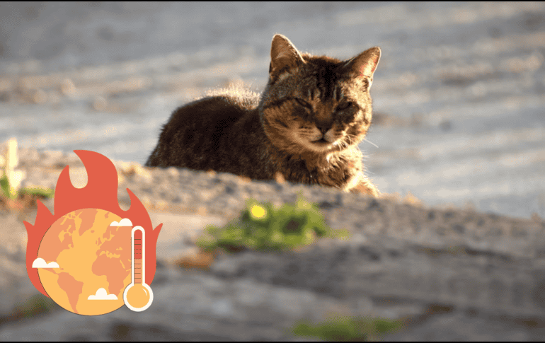 Hay que recordar que no todos los animales reaccionan igual ante el calor extremo UNSPLASH / R. CONFRAVEUX