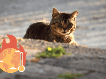 Hay que recordar que no todos los animales reaccionan igual ante el calor extremo UNSPLASH / R. CONFRAVEUX
