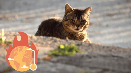Hay que recordar que no todos los animales reaccionan igual ante el calor extremo UNSPLASH / R. CONFRAVEUX