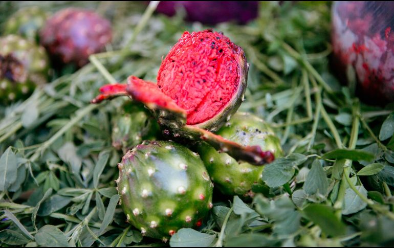 PITAYA. Consumir este fruto típico de Jalisco no es únicamente un acto de arraigo cultural, pues se trata de un producto que tiene algunos beneficios para la salud. EL INFORMADOR / ARCHIVO