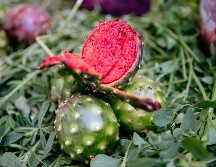 PITAYA. Consumir este fruto típico de Jalisco no es únicamente un acto de arraigo cultural, pues se trata de un producto que tiene algunos beneficios para la salud. EL INFORMADOR / ARCHIVO