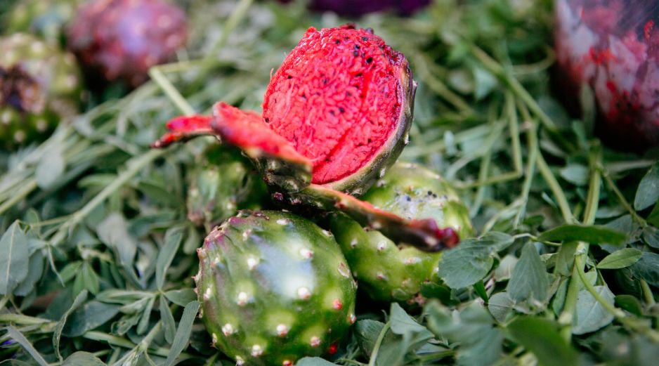 PITAYA. Consumir este fruto típico de Jalisco no es únicamente un acto de arraigo cultural, pues se trata de un producto que tiene algunos beneficios para la salud. EL INFORMADOR / ARCHIVO