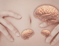 Contraer el abdomen no es solo una acción muscular. Podría formar parte de un mecanismo más amplio que influye en la circulación de fluidos dentro del cuerpo.  CANVA