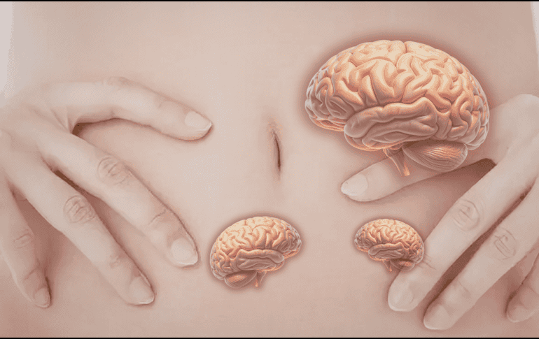 Contraer el abdomen no es solo una acción muscular. Podría formar parte de un mecanismo más amplio que influye en la circulación de fluidos dentro del cuerpo.  CANVA