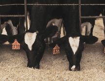El máximo tribunal hizo una aclaración fundamental que todo productor debe conocer a la perfección para evitar confusiones legales o extorsiones durante el transporte de sus animales por las carreteras del país. CANVA