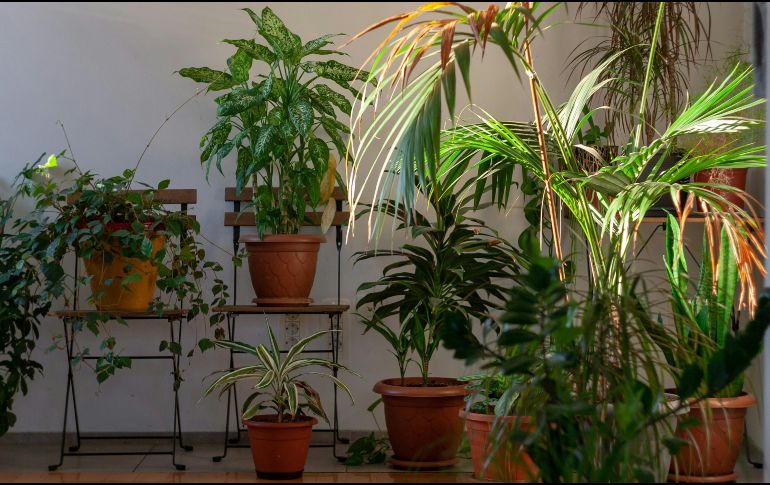 Es aconsejable agrupar varias macetas en una misma zona para crear un pequeño ecosistema que retenga la humedad de forma conjunta. UNSPLASH