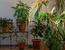 Es aconsejable agrupar varias macetas en una misma zona para crear un pequeño ecosistema que retenga la humedad de forma conjunta. UNSPLASH