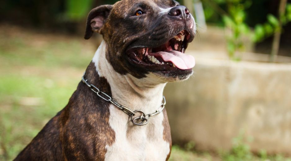 El comportamiento de un perro es un reflejo directo de la educación, el tiempo y el amor que recibe en casa. ESPECIAL / CANVA