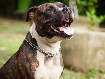 El comportamiento de un perro es un reflejo directo de la educación, el tiempo y el amor que recibe en casa. ESPECIAL / CANVA