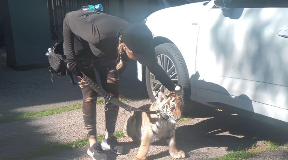 La Dirección de Protección Animal del Gobierno de Zapopan acudió al sitio donde se encontraba el ejemplar de fauna silvestre. ESPECIAL.