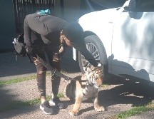 La Dirección de Protección Animal del Gobierno de Zapopan acudió al sitio donde se encontraba el ejemplar de fauna silvestre. ESPECIAL.