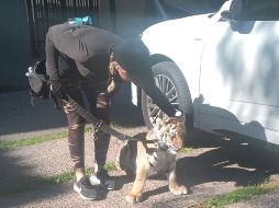 La Dirección de Protección Animal del Gobierno de Zapopan acudió al sitio donde se encontraba el ejemplar de fauna silvestre. ESPECIAL.