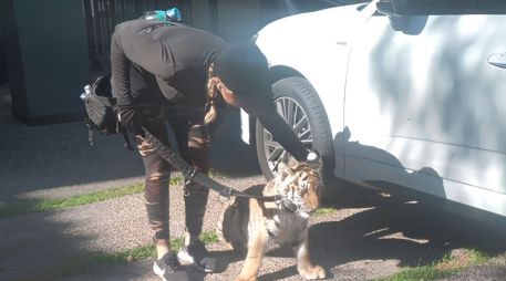 La Dirección de Protección Animal del Gobierno de Zapopan acudió al sitio donde se encontraba el ejemplar de fauna silvestre. ESPECIAL.