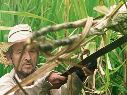Campo cañero en la Zona Valles de Jalisco, actividad clave para miles de familias, enfrenta presión por la caída del precio del azúcar y el aumento en costos de producción. EL INFORMADOR/ Archivo