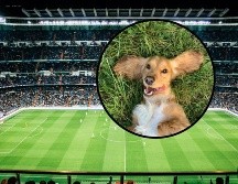 Tras varios minutos de persecución exhaustiva, el personal del estadio logró calmar al protagonista y retirarlo del campo bajo una estruendosa lluvia de aplausos. UNSPLASH / R. Gal / V. Reyes