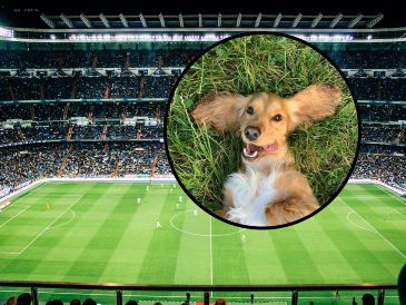 Tras varios minutos de persecución exhaustiva, el personal del estadio logró calmar al protagonista y retirarlo del campo bajo una estruendosa lluvia de aplausos. UNSPLASH / R. Gal / V. Reyes