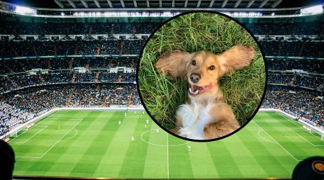 Tras varios minutos de persecución exhaustiva, el personal del estadio logró calmar al protagonista y retirarlo del campo bajo una estruendosa lluvia de aplausos. UNSPLASH / R. Gal / V. Reyes