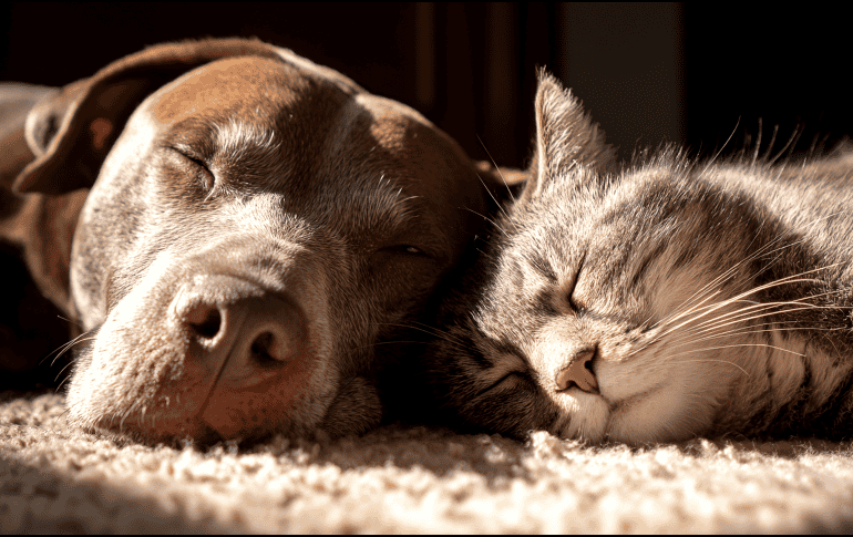 En ciudades en constante crecimiento como Guadalajara, cada vez más familias buscan tener hogares multiespecie sin enfrentar conflictos territoriales entre perros y gatos. ESPECIAL