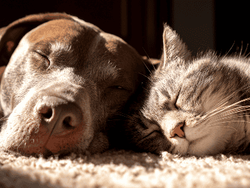 En ciudades en constante crecimiento como Guadalajara, cada vez más familias buscan tener hogares multiespecie sin enfrentar conflictos territoriales entre perros y gatos. ESPECIAL