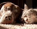En ciudades en constante crecimiento como Guadalajara, cada vez más familias buscan tener hogares multiespecie sin enfrentar conflictos territoriales entre perros y gatos. ESPECIAL