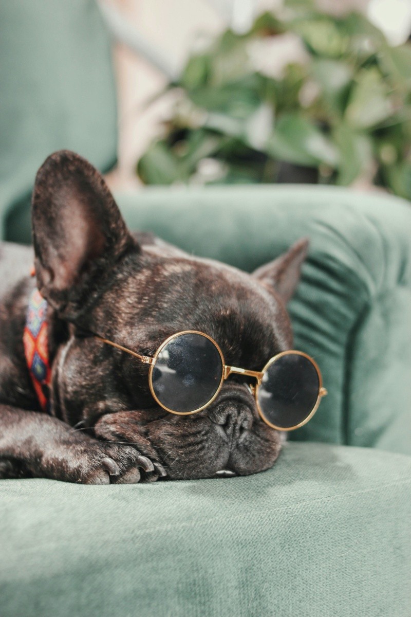 El Bulldog Francés ha conquistado los corazones urbanos y los departamentos modernos con su personalidad cómica. UNSPLASH / N. APARICIO&nbsp;