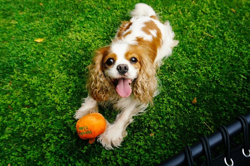 El Cavalier King Charles Spaniel es una verdadera joya canina que definitivamente no puedes pasar por alto. UNSPLASH / R. SAUTER&nbsp;