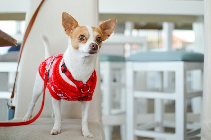 El chihuahua demuestra que el tamaño no define la inmensa capacidad de amar y proteger a los suyos. UNSPLASH / T. BELLIS&nbsp;