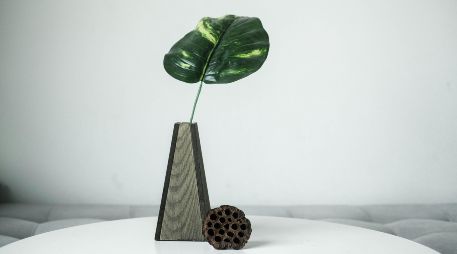 Las plantas de interior para refrescar el hogar funcionan mediante procesos naturales como la transpiración.  UNSPLASH / L. LE