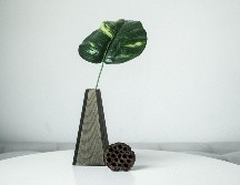 Las plantas de interior para refrescar el hogar funcionan mediante procesos naturales como la transpiración.  UNSPLASH / L. LE