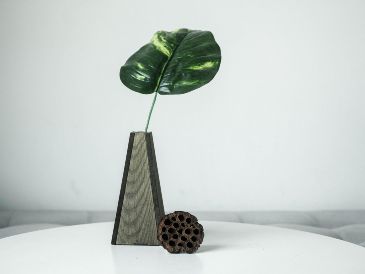 Las plantas de interior para refrescar el hogar funcionan mediante procesos naturales como la transpiración.  UNSPLASH / L. LE