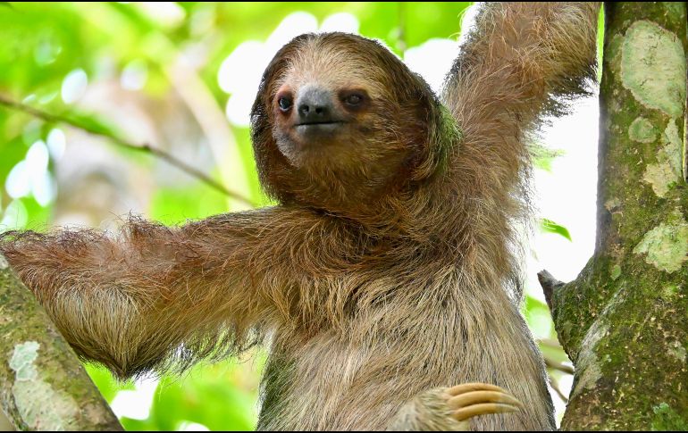 El animal, un macho adulto llamado Habanero, fue sacrificado el sábado en el Central Florida Zoo and Botanical Gardens con el fin de evitarle mayor sufrimiento. Pexels