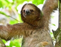 El animal, un macho adulto llamado Habanero, fue sacrificado el sábado en el Central Florida Zoo and Botanical Gardens con el fin de evitarle mayor sufrimiento. Pexels