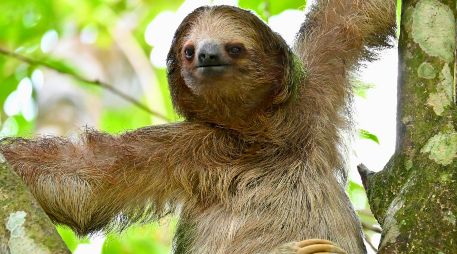 El animal, un macho adulto llamado Habanero, fue sacrificado el sábado en el Central Florida Zoo and Botanical Gardens con el fin de evitarle mayor sufrimiento. Pexels