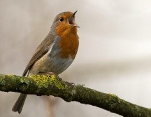 El canto de las aves es un proceso bastante elaborado aunque no lo parezca. UNSPLASH / J. MEEUS