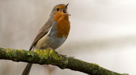 El canto de las aves es un proceso bastante elaborado aunque no lo parezca. UNSPLASH / J. MEEUS