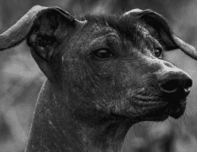 Las alergias a los gatos son aproximadamente el doble de comunes que las alergias a los perros. PIXABAY