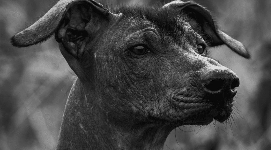 Las alergias a los gatos son aproximadamente el doble de comunes que las alergias a los perros. PIXABAY