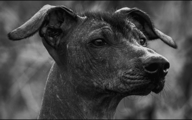 Las alergias a los gatos son aproximadamente el doble de comunes que las alergias a los perros. PIXABAY