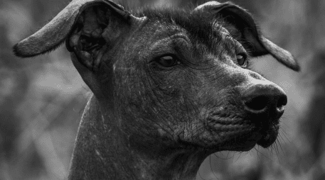 Las alergias a los gatos son aproximadamente el doble de comunes que las alergias a los perros. PIXABAY