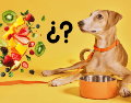 Así como hay frutas que pueden ser dañinas y toxicas, también hay algunas que mejoran significativamente la calidad de vida de los perros cuando se ofrecen correctamente. CANVA