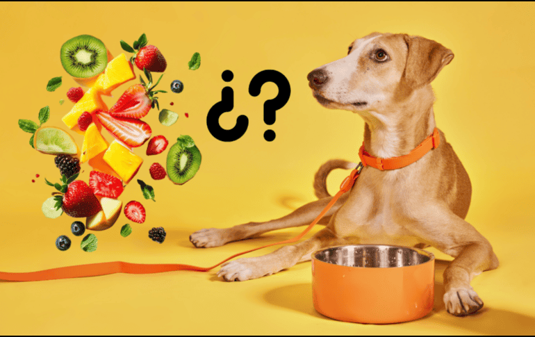 Así como hay frutas que pueden ser dañinas y toxicas, también hay algunas que mejoran significativamente la calidad de vida de los perros cuando se ofrecen correctamente. CANVA
