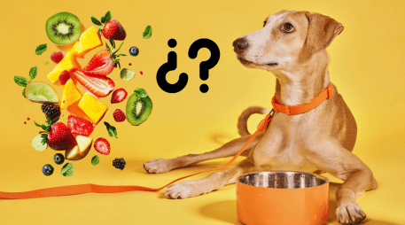 Así como hay frutas que pueden ser dañinas y toxicas, también hay algunas que mejoran significativamente la calidad de vida de los perros cuando se ofrecen correctamente. CANVA
