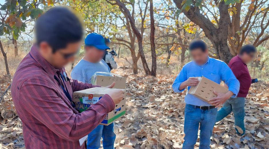 La Procuraduría Federal de Protección al Ambiente (Profepa) realizó un operativo en materia de vida silvestre y aseguró 99 aves que estaban siendo comercializadas de manera ilegal dentro del mercado 