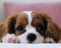Antes de tomar la decisión de adoptar, te recomendamos evaluar honestamente tu estilo de vida y el tiempo real que puedes dedicarle a tu nueva mascota. Unsplash