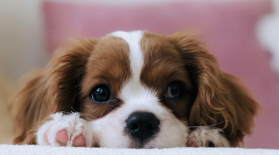 Antes de tomar la decisión de adoptar, te recomendamos evaluar honestamente tu estilo de vida y el tiempo real que puedes dedicarle a tu nueva mascota. Unsplash