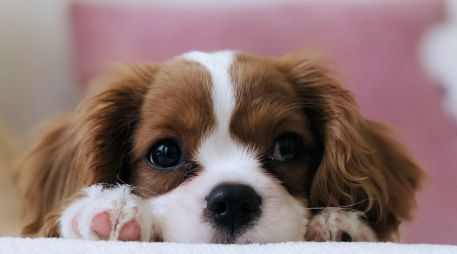 Antes de tomar la decisión de adoptar, te recomendamos evaluar honestamente tu estilo de vida y el tiempo real que puedes dedicarle a tu nueva mascota. Unsplash