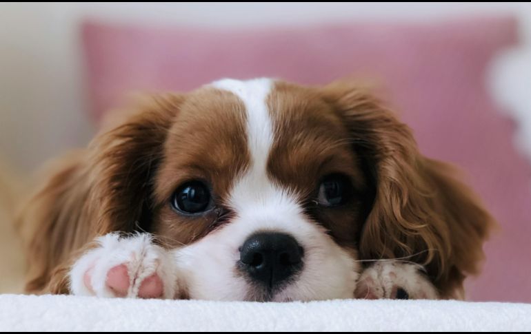 Antes de tomar la decisión de adoptar, te recomendamos evaluar honestamente tu estilo de vida y el tiempo real que puedes dedicarle a tu nueva mascota. Unsplash